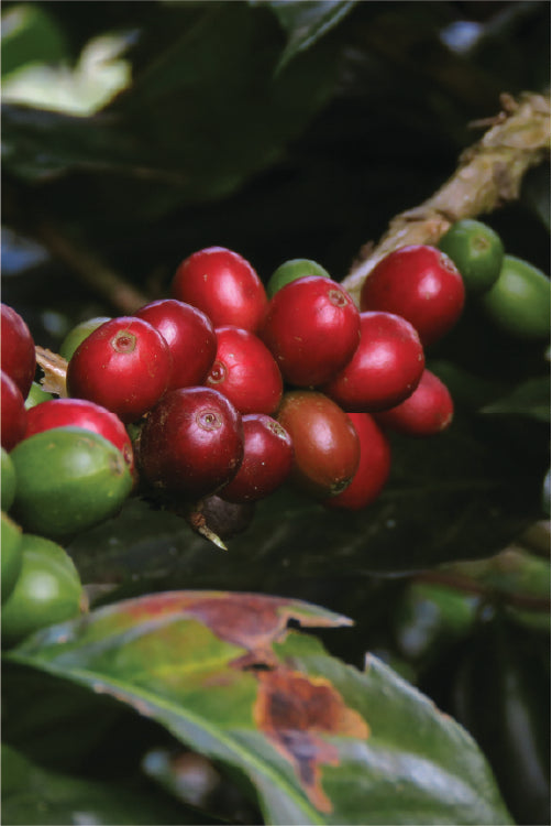Coffee bean shade grown organic fair trade sumatra brazil africa espresso