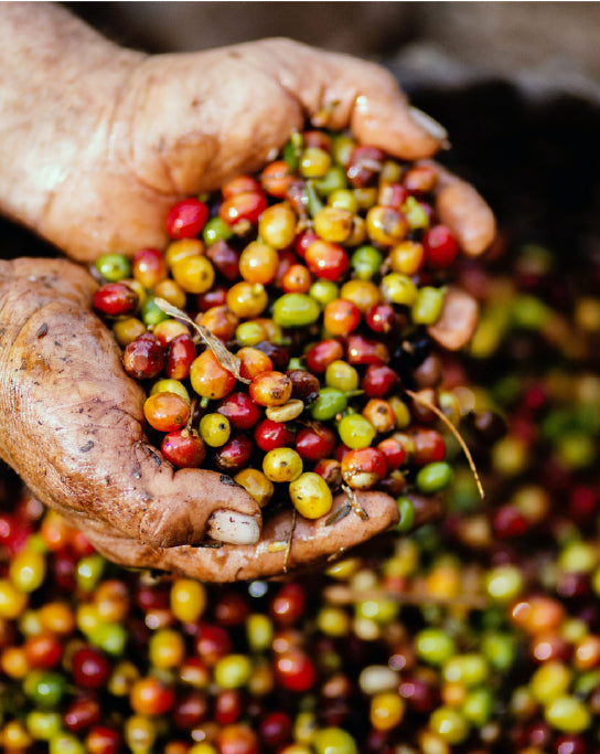 Coffee bean shade grown organic fair trade sumatra brazil africa espresso columbia