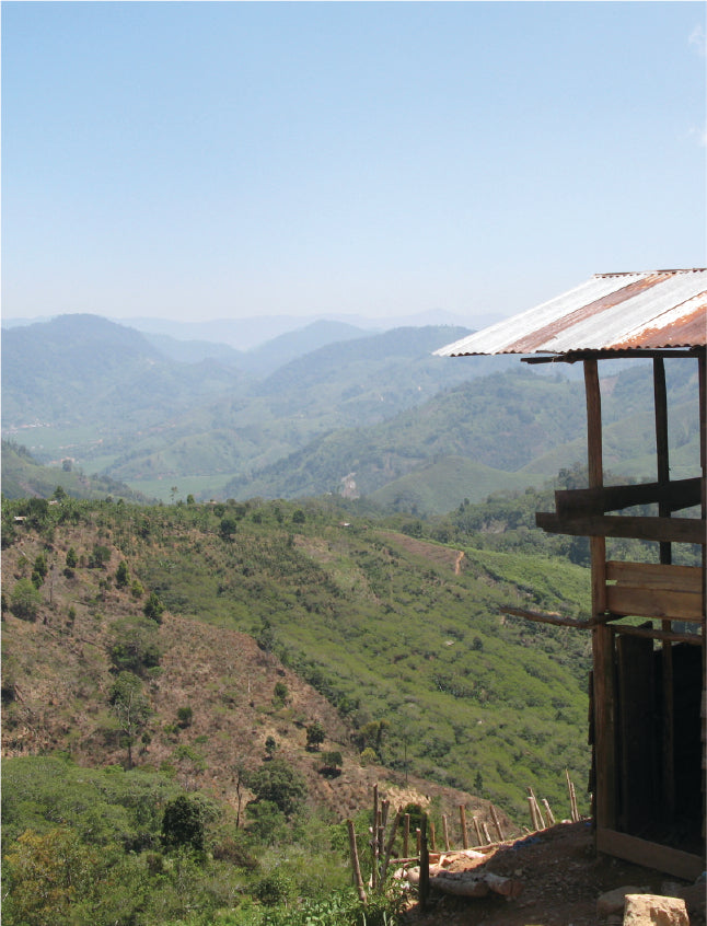 Coffee bean shade grown organic fair trade sumatra brazil africa espresso sun dried coffee