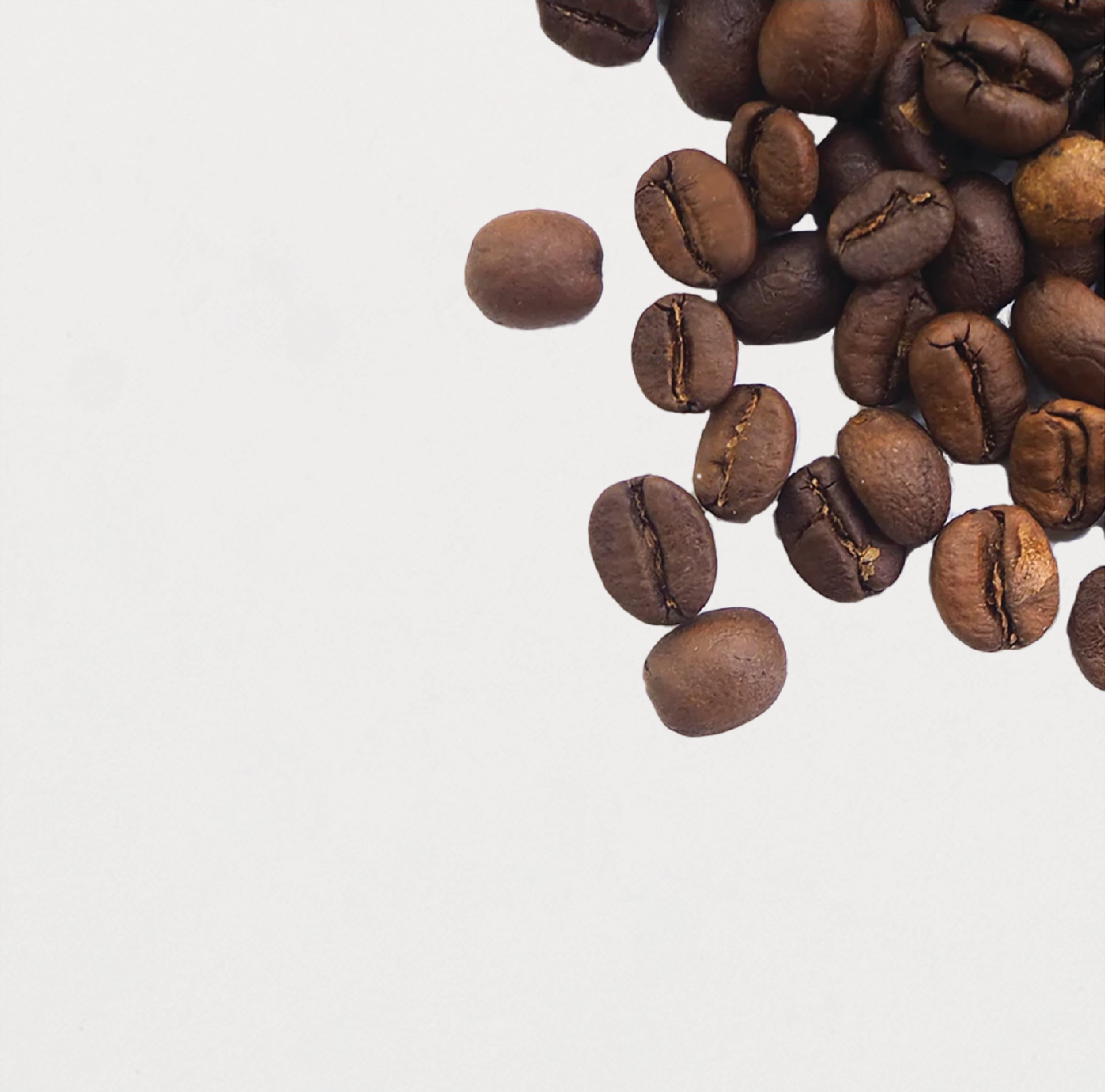 Karajoz Coffee New Zealand Small Batch Freshly Roasted Coffee Beans Plunger Espresso