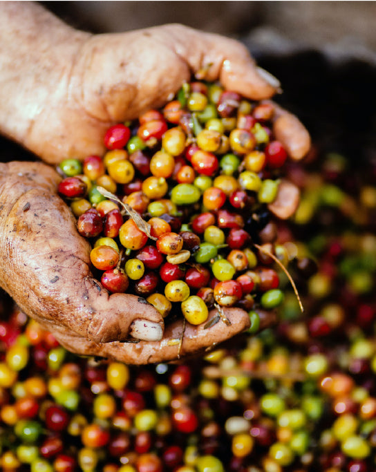  Coffee bean shade grown organic fair trade sumatra brazil africa espresso columbia